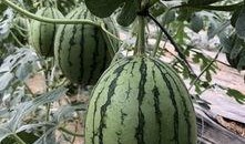 吃瓜站点网红,揭秘幕后故事与热门话题